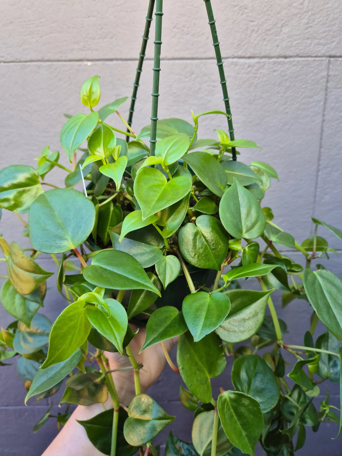 Peperomia Scandens