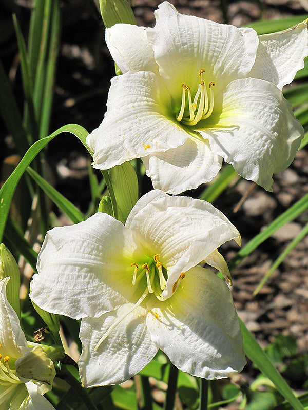 Hemerocallis 'Gentle Shepherd'