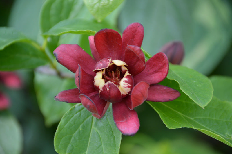 Calycanthus floridus 'Simply Scentsational'