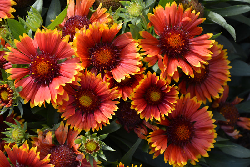 Gaillardia 'Sunset Snappy'