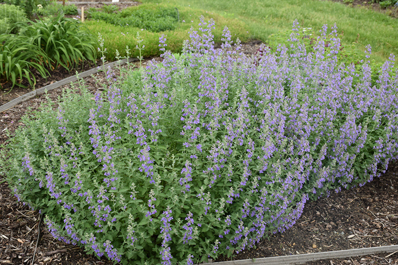 Nepeta x faassenii 'Walker's Low'