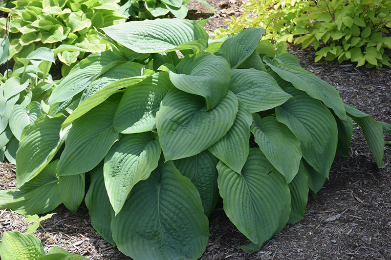 Hosta 'Empress Wu'