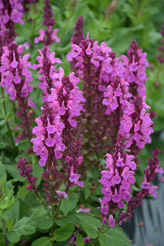 Salvia 'Rose Marvel' - Sauge