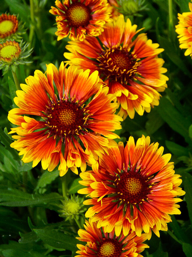 Gaillardia SpinTop™ 'Copper Sun'