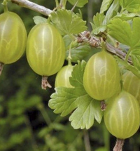 Ribes uva-crispa 'Invicta' - Groseillier