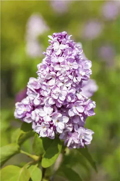 Syringa vulgaris - Lilas