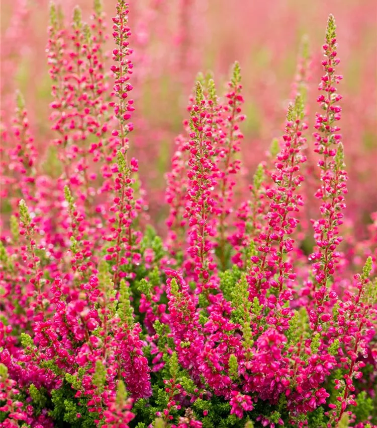 Calluna vulgaris 'Dark Beauty'