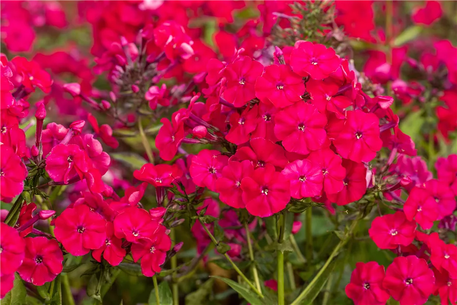 Phlox paniculata 'Miss Mary'