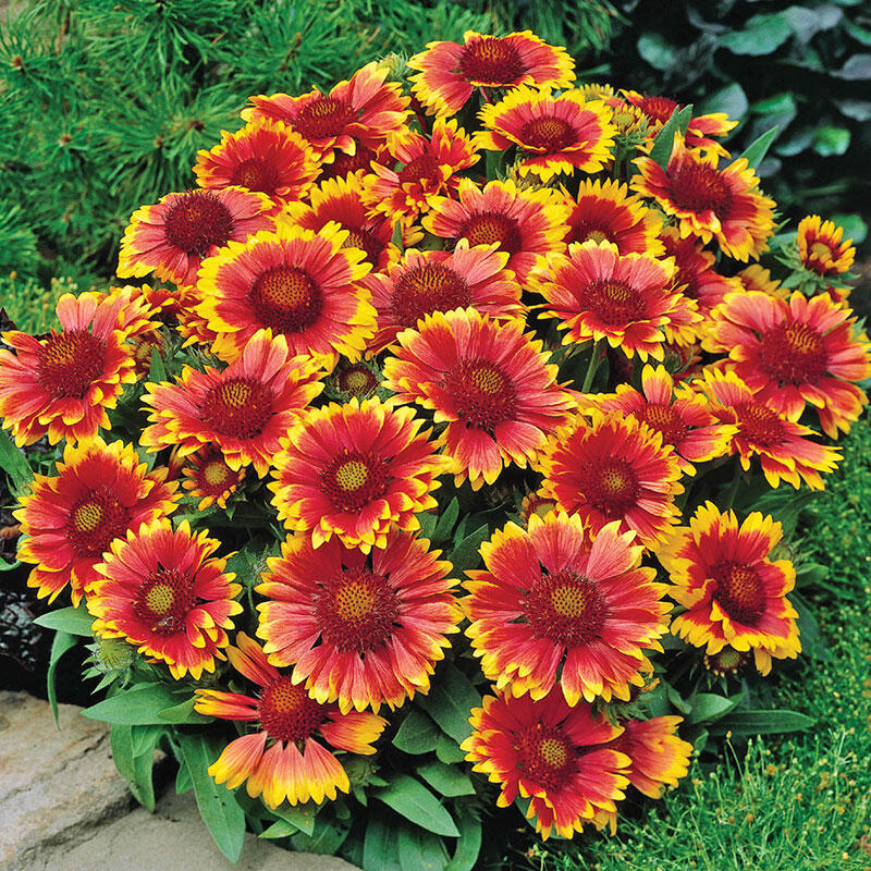 Gaillardia 'Goblin'