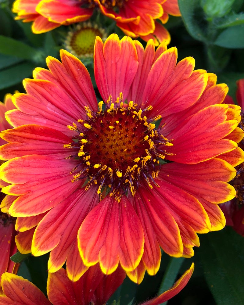 Gaillardia Spintop 'Yellow Touch'