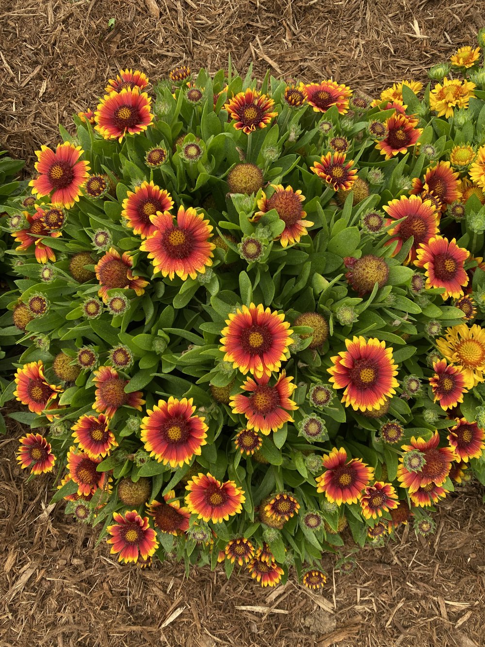Gaillardia Gusto® 'Paprika'