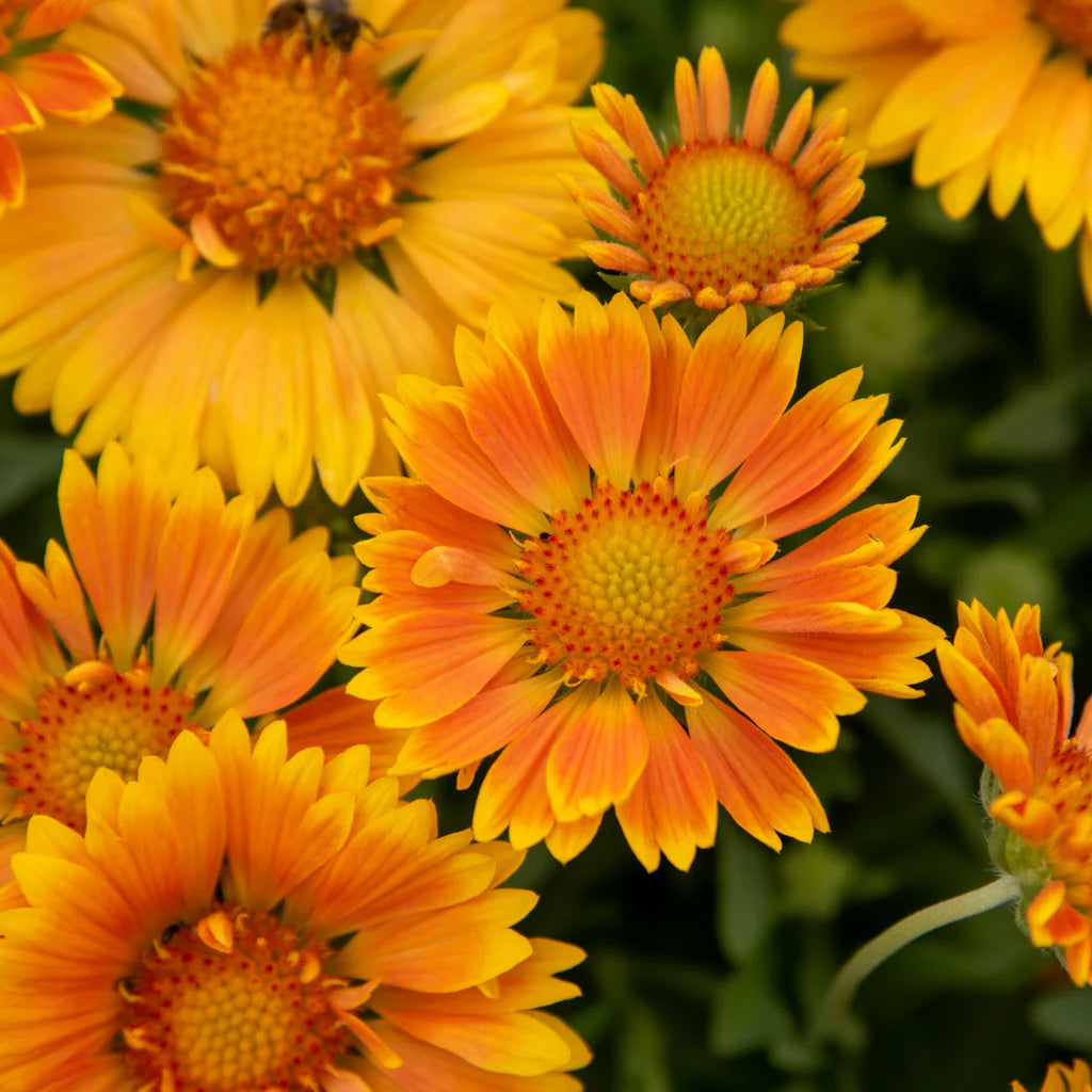 Gaillardia SpinTop™ 'Mango'