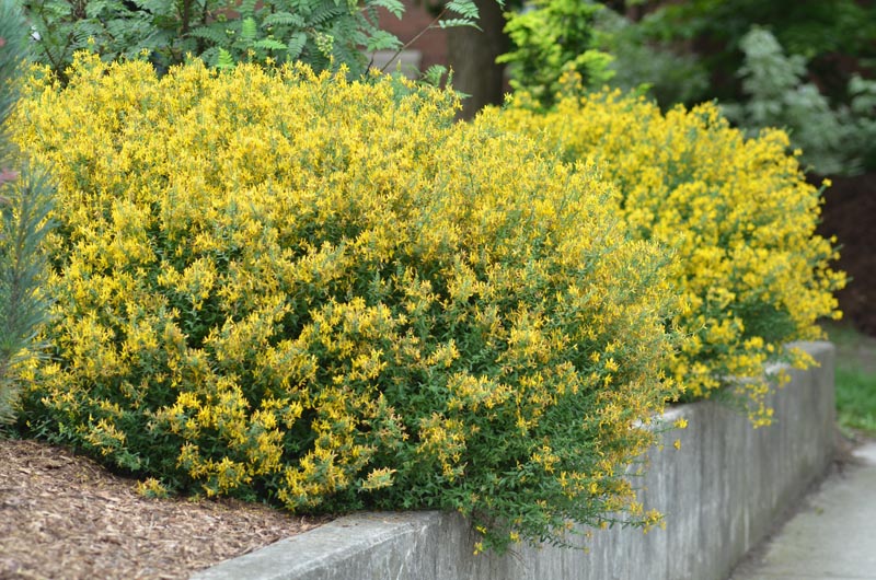 Genista tinctoria 'Royal Gold'
