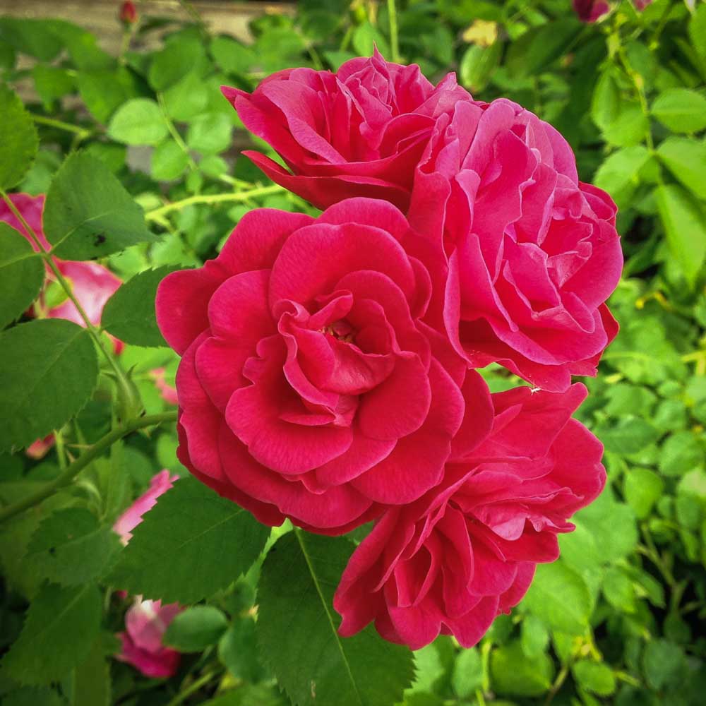 Rosier George Vancouver - Rosa 'George Vancouver'
