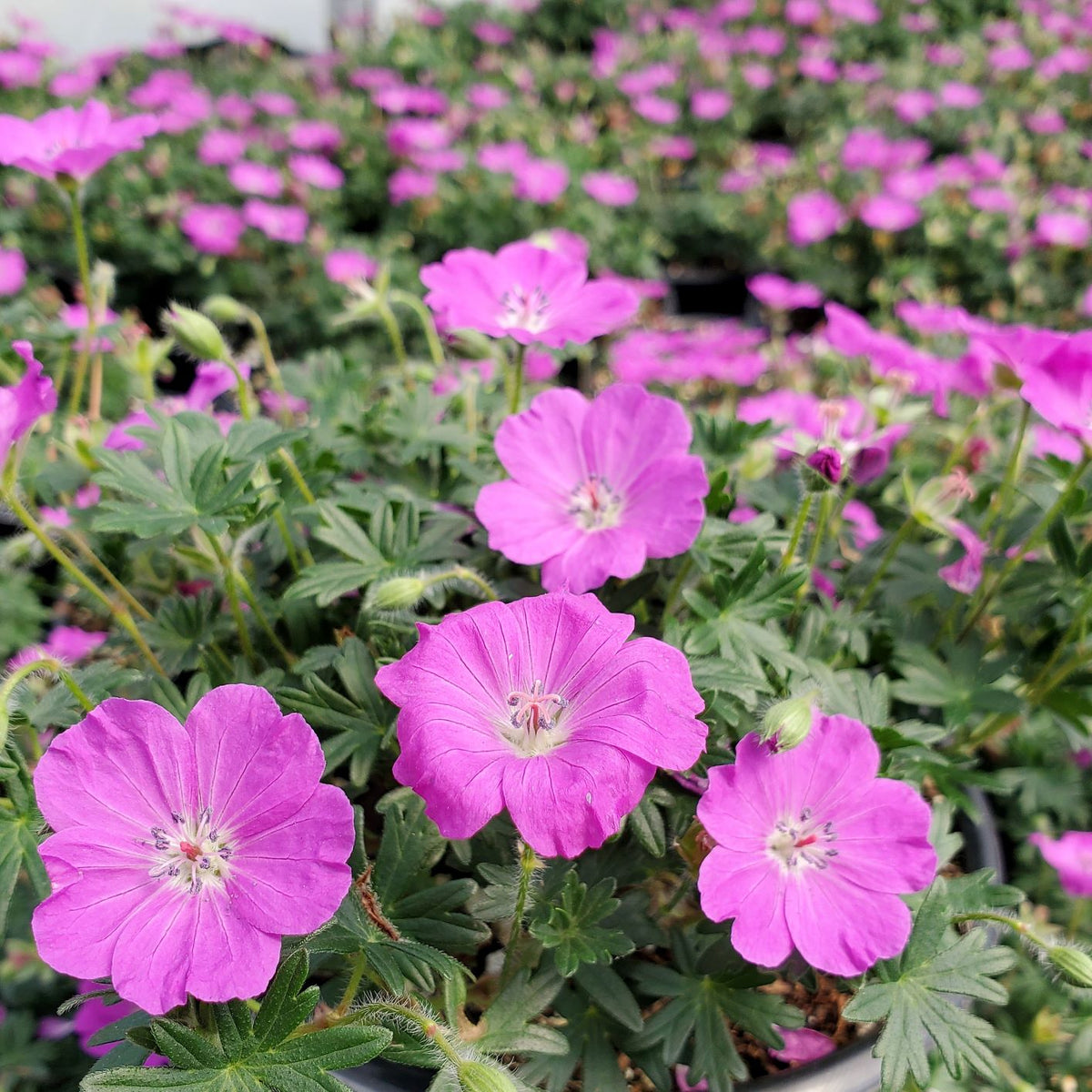 Geranium sanguineum 'Max Frei'