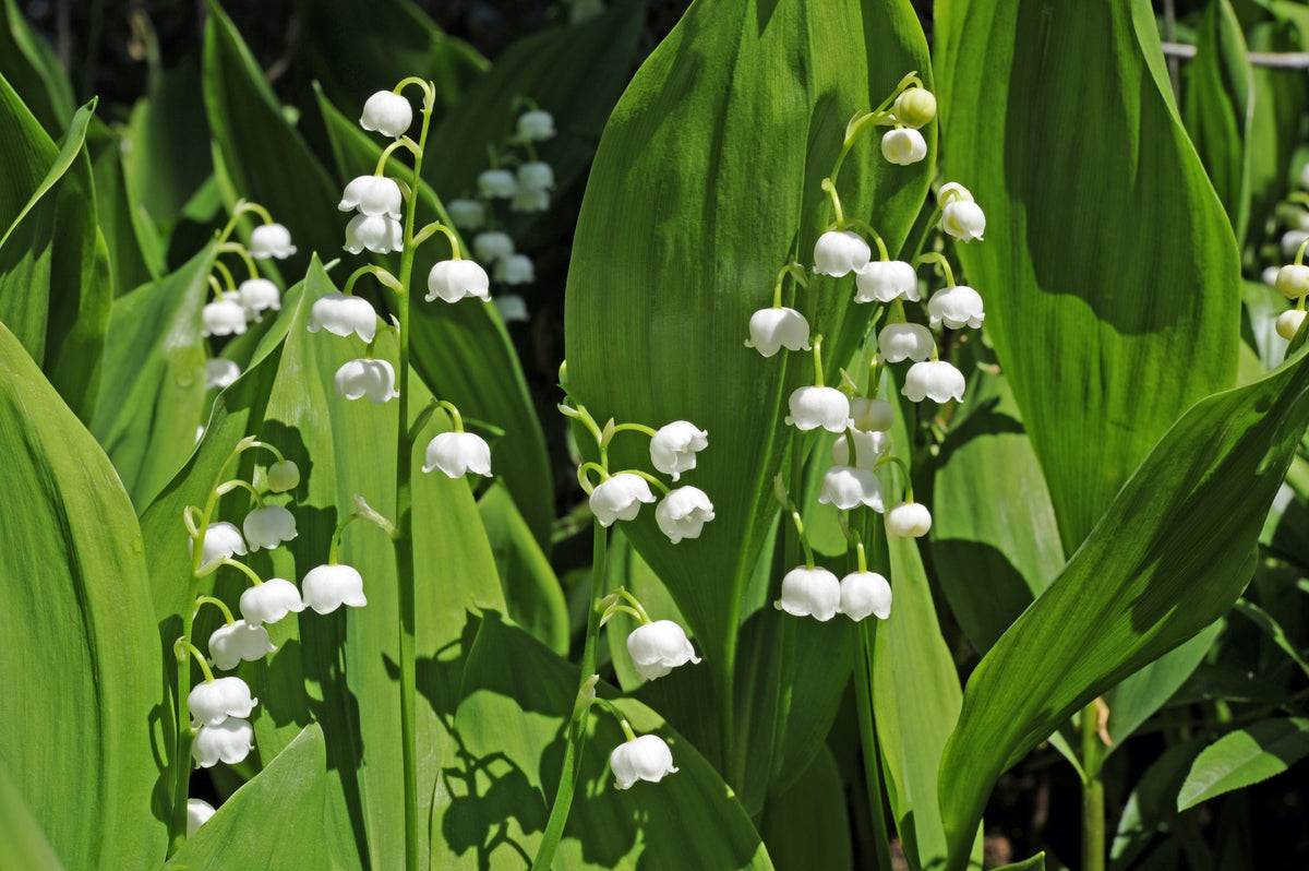 Convallaria majalis - muget