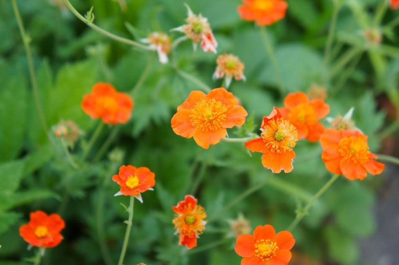 Geum Borisii