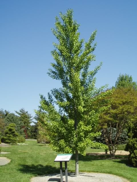 Ginkgo Biloba Magyar