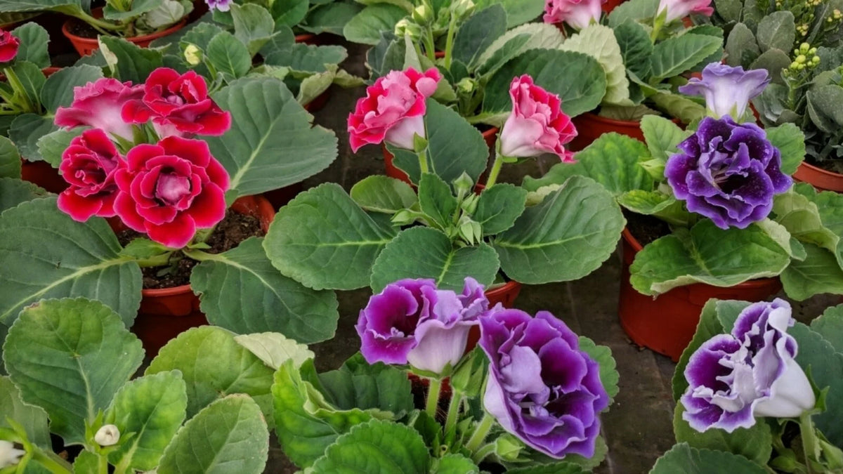 Gloxinia couleurs assortis