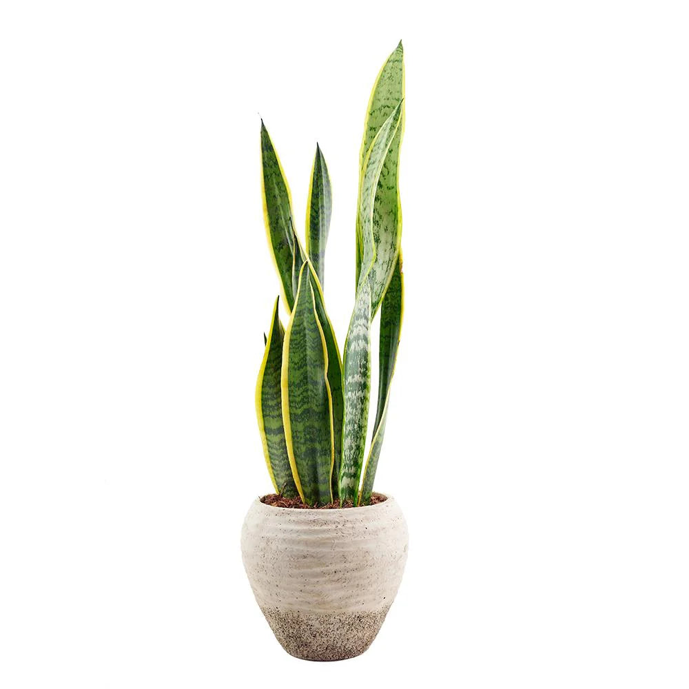 Sanseveria trifasciata 'Golden Edge'
