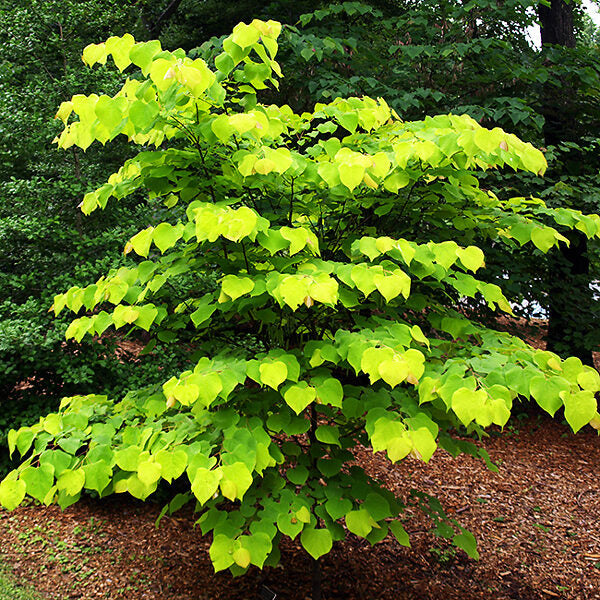 Cercis canadensis 'Golden Falls'