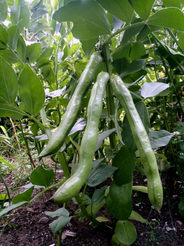 Seed - Broad Bean - Catherine's Ornamental Vegetable Garden