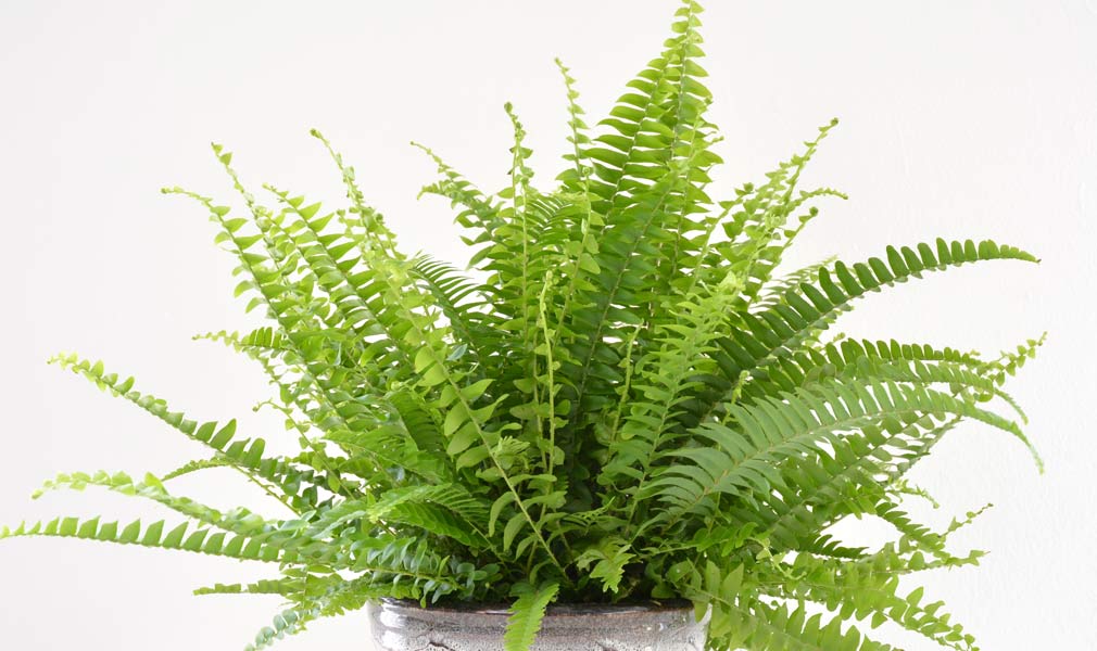 Fougere Green Fantansy - fern
