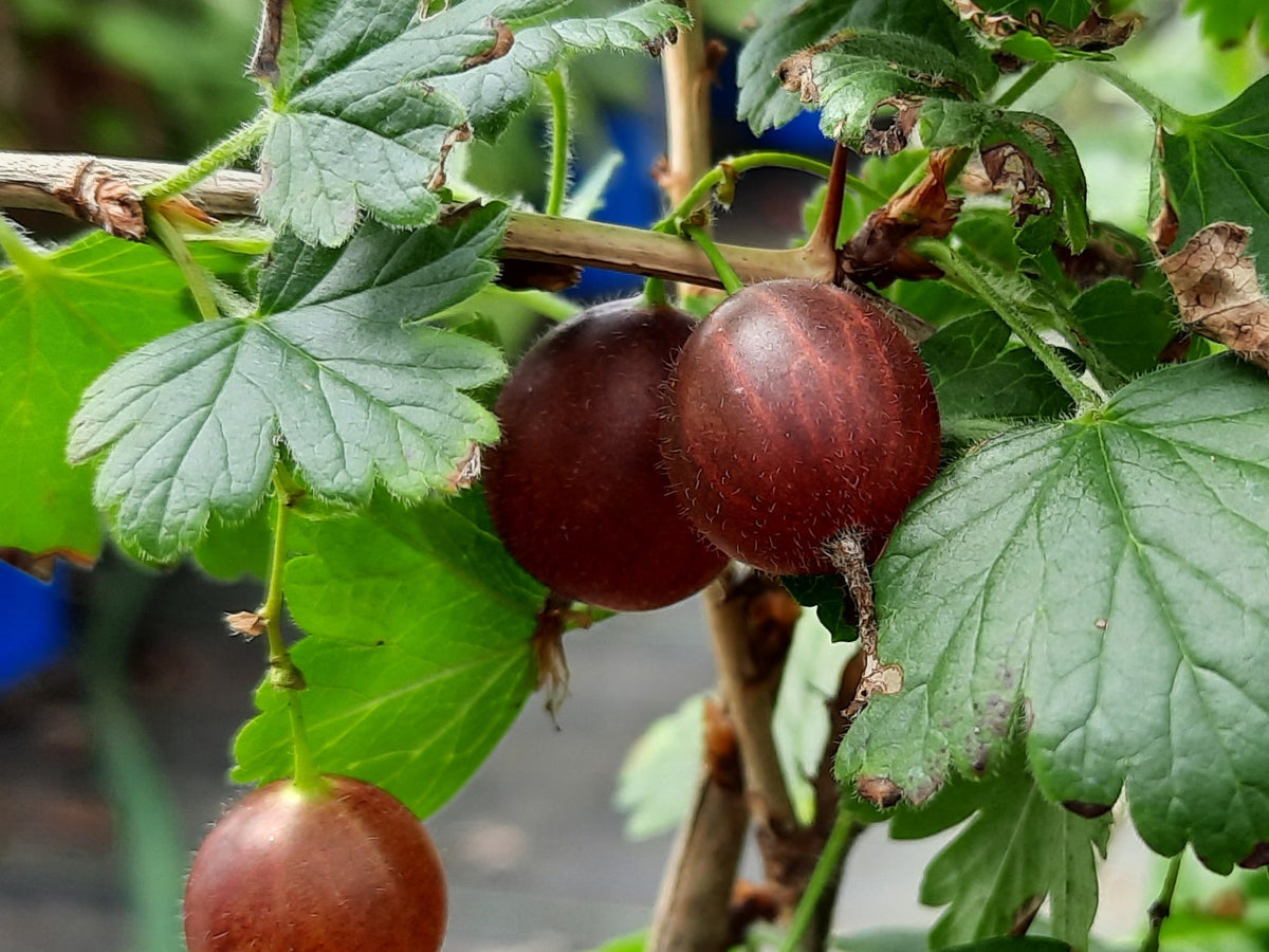 Groseiller Captivator - (Ribes uva crispa)