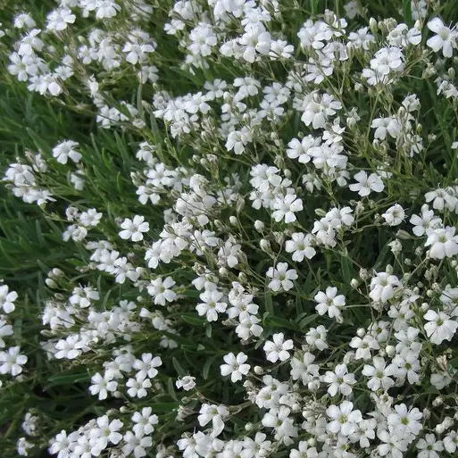 Gypsophila repens 'Filou Blanc'