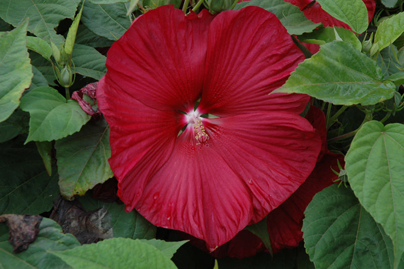 Hibiscus Honeymoon Deep Red