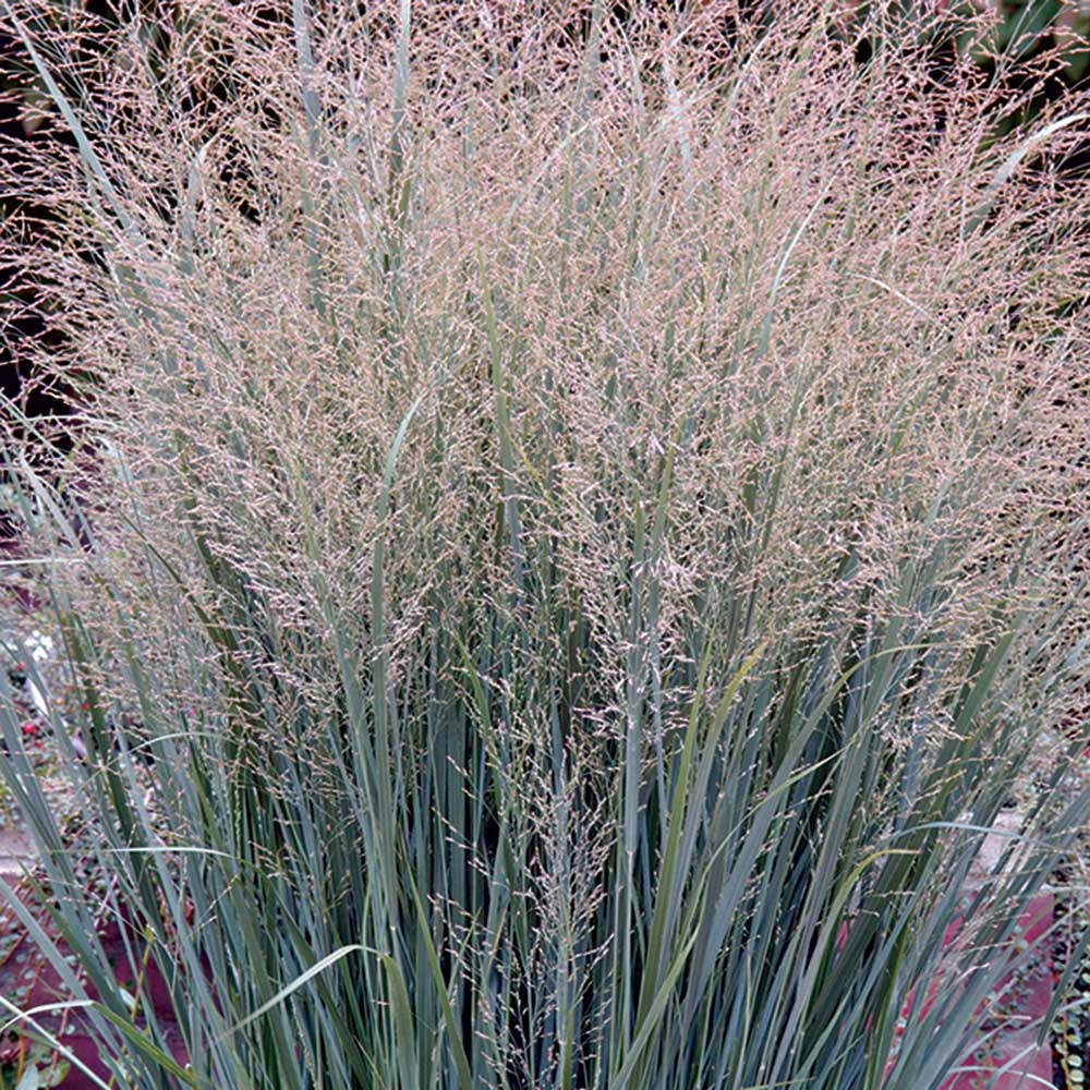 Panicum virgatum 'Heavy Metal'