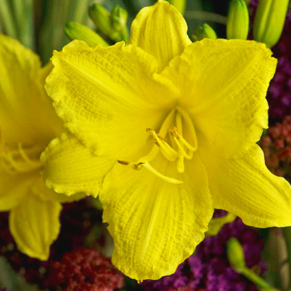 HEMEROCALLIS Happy Returns – Lis d’un jour – Daylily