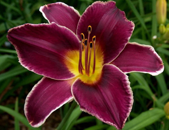 Hemerocallis 'Real Purple Star'