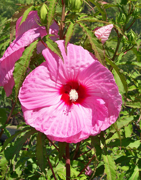 Hibiscus Party Favor