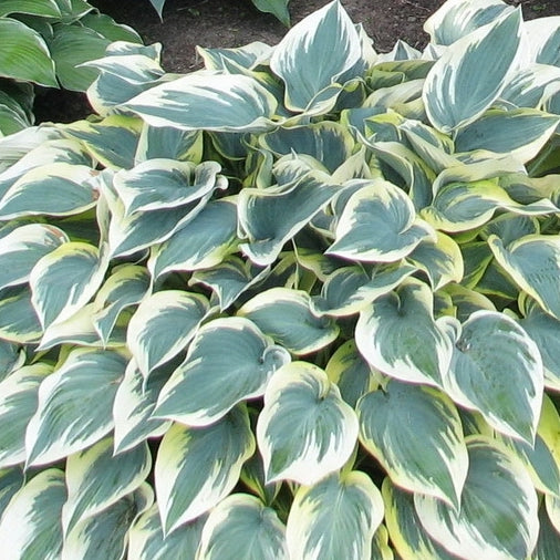 Hosta First Frost