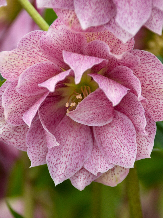 Helleborus 'Wedding Crasher' (Hellebore)