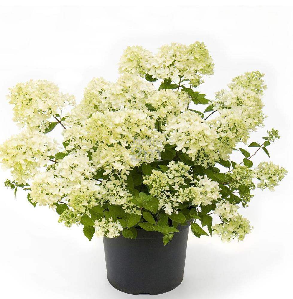 Hydrangea paniculata Bombshell