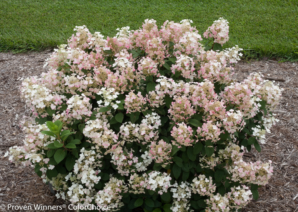 Hydrangea paniculata 'Little Quick Fire' - Hortensia