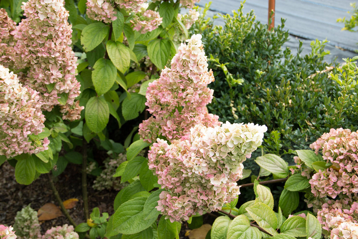Hydrangea paniculata 'Lavalamp Moonrock'