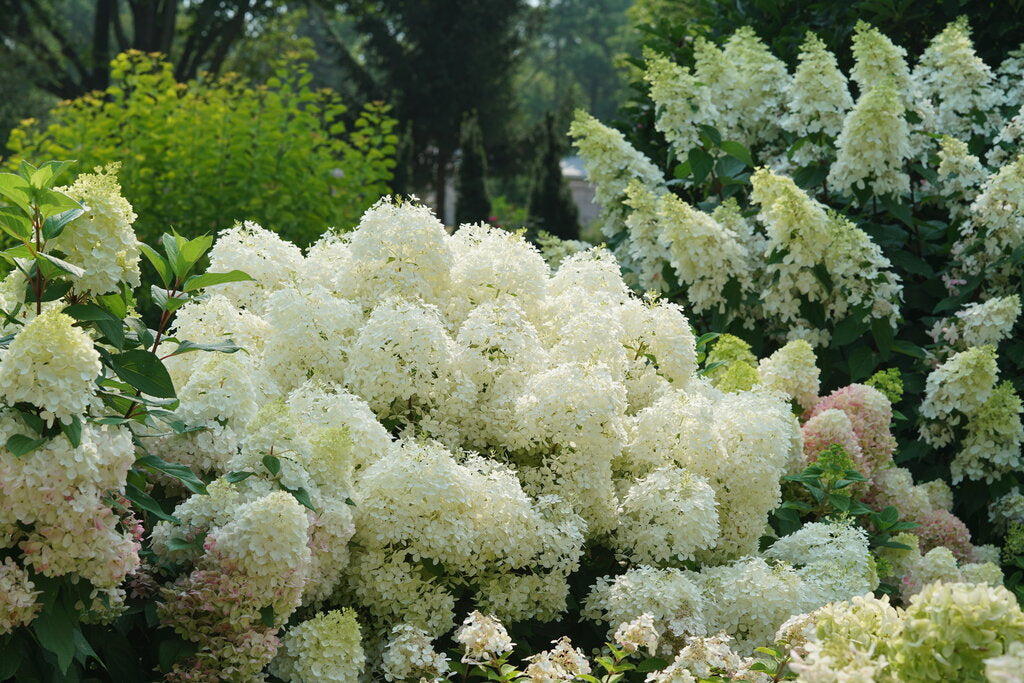 Hydrangea paniculata Puffer Fish