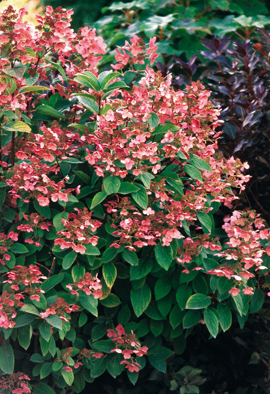 Hydrangea paniculata 'Quick Fire'