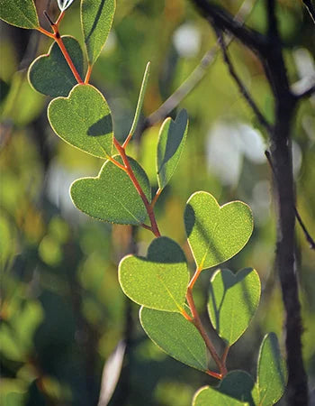 Semence - Eucalyptus Websteriana 'Feuilles en cœur'  - West Coast Seeds