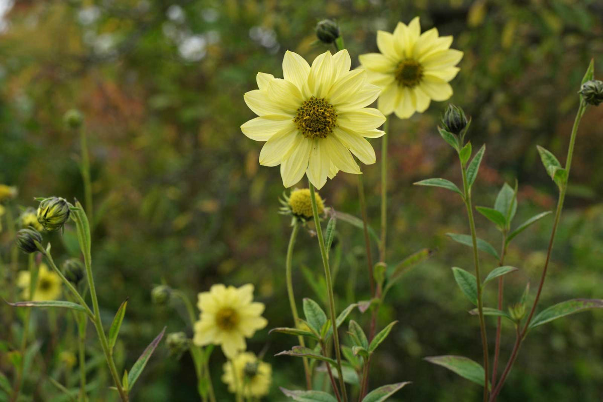 helianthus giganteus