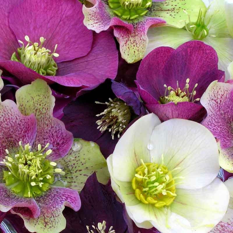 Helleborus 'Royal Heritage'