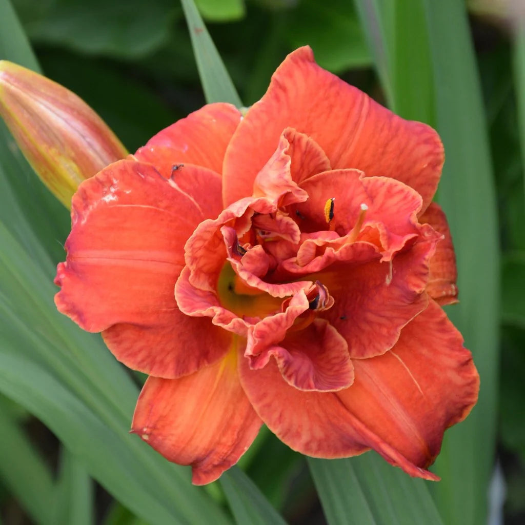 Hemerocallis 'Moses Fire'