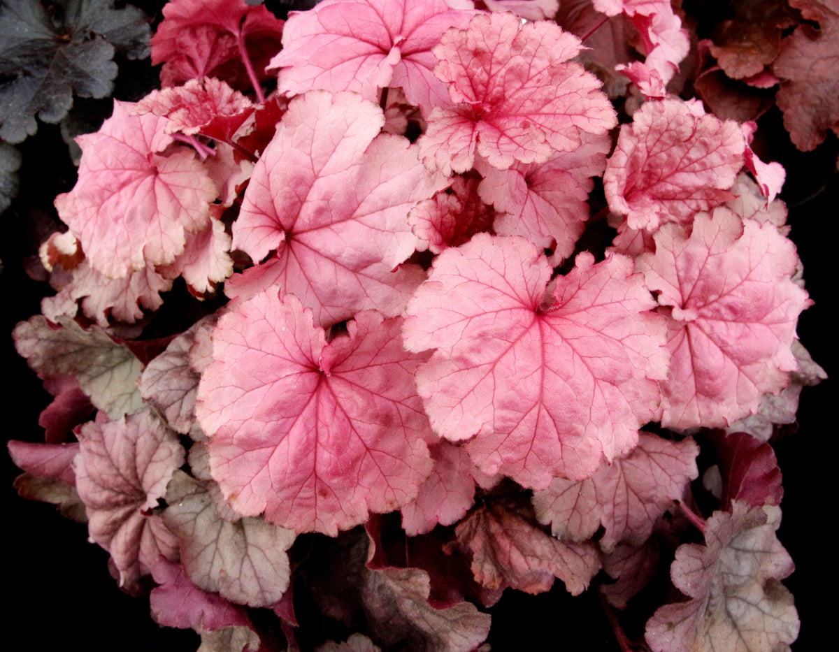 Heuchera 'Iridescent'