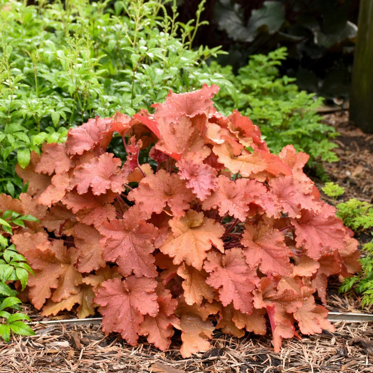 Heuchera Primo® 'Peachberry Ice'