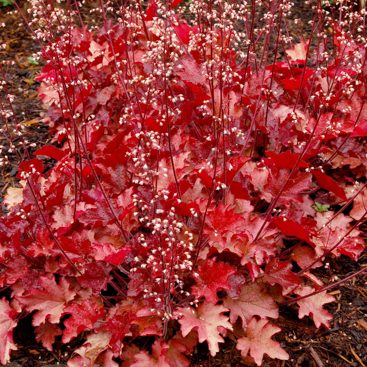 Heuchera 'Peach Flambe' - heuchere