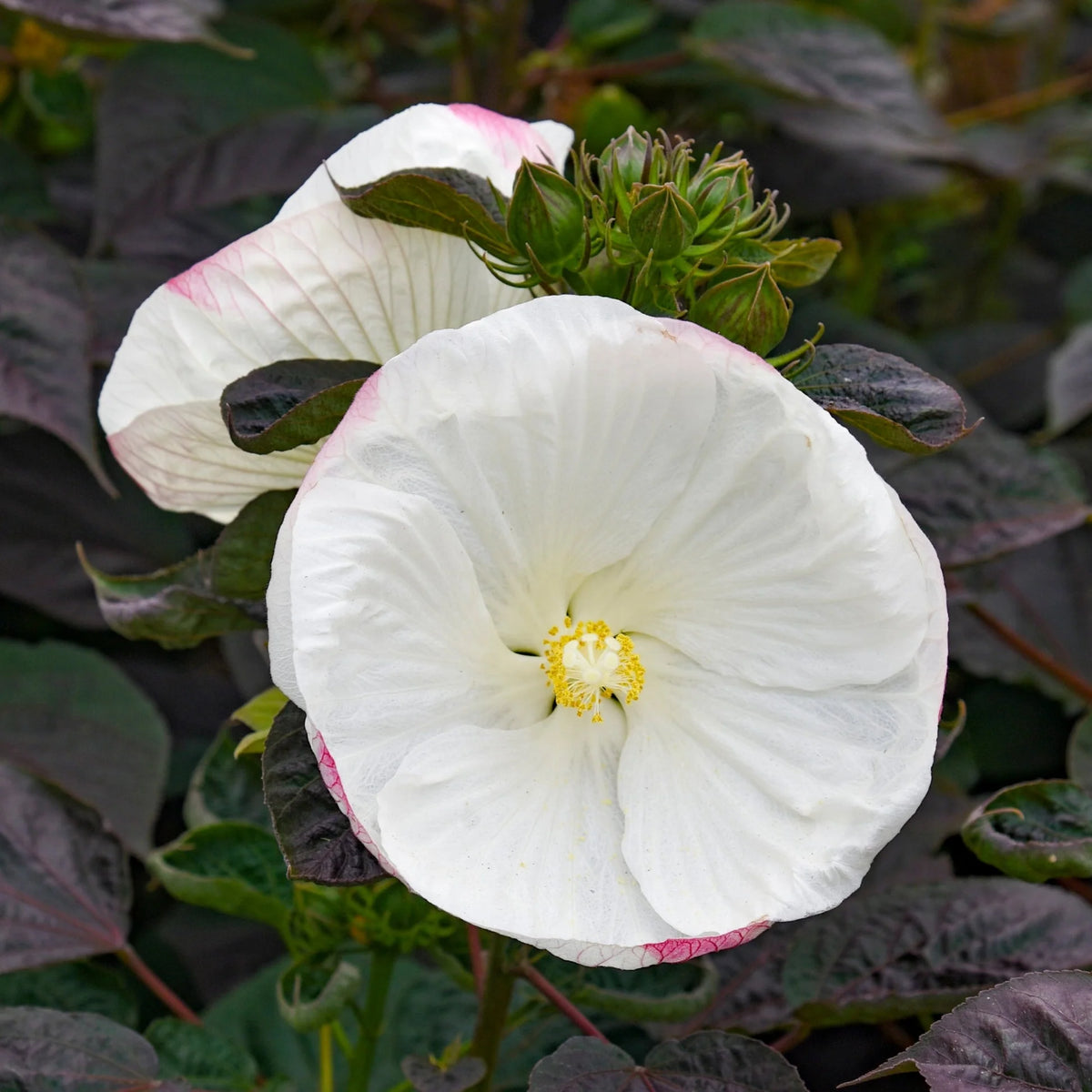 Hibiscus Summerific® 'Cookies and Cream'