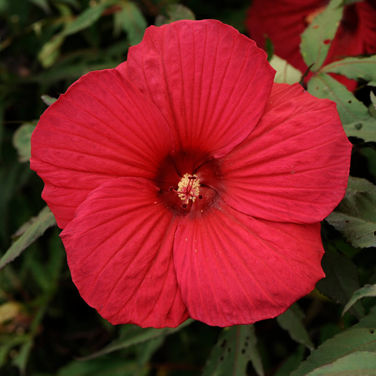 Hibiscus Fireball
